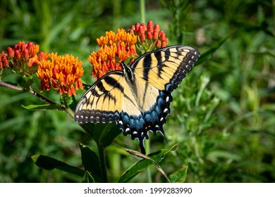 A female Eastern Tiger Swallowtail butterfly on an orange flower with a green grass background