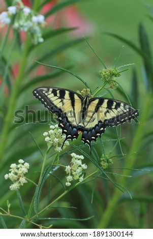 female eastern tiger swallowtail butterfly papilio glaucus on whorled milkweed asclepias verticillata