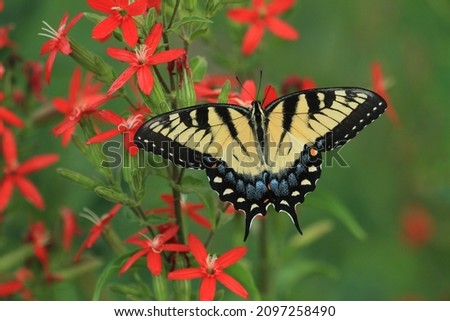 female eastern tiger swallowtail butterfly papilio glaucus on royal catchfly Silene regia