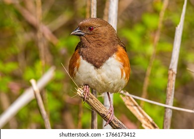 Female Eastern Towhee Perched In The Brush