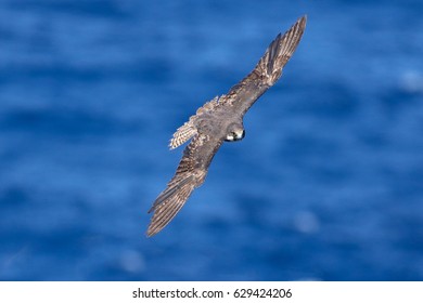 Female Of Eleonoras Falcon Falco Eleonorae Fly Over Sea