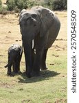 Female Elephant escorting her calf