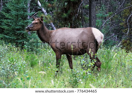 Similar – Rocky Mountain Elk, Banff National Park, Canada