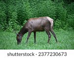 Female Elk Grazing in a Field