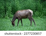 Female Elk Grazing in a Field