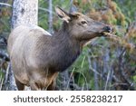 Female elk grazing in Grand Tetons National Park