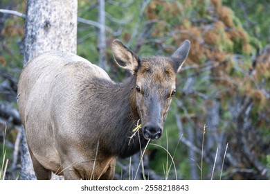 Female elk grazing in Grand Tetons National Park - Powered by Shutterstock