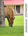 Female elk grazing in a town