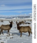 Female elk in the Elk Refuge in Jackson Wyoming in the winter snow