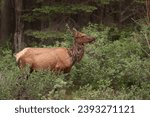 Female elk in shedd in green bush