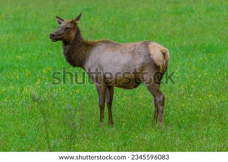 A female elk stands in a meadow by the Oconaluftee Visitor Center, near Cherokee, North Carolina.