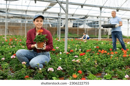 Female employee in overall of large greenhouse checks young primrose shoots. Growing hardened plants, sending plants to customer on day of registration. small and large wholesale - Powered by Shutterstock