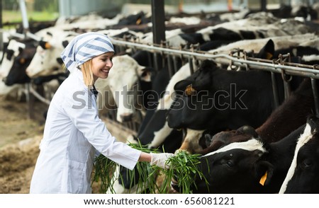 Female employee working with cows in cowhouse outdoors
