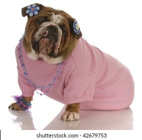 british bulldog outfits