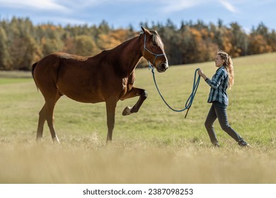 A female equestrian during basic work in natural horsemanship with her bay brown trotter horse in autumn on a meadow outdoors