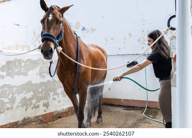 A female equestrian is seen washing a brown horse with a hose in a stable area. The horse is tied securely and the rider, dressed in equestrian gear, carefully cleans the horse in a calm - Powered by Shutterstock