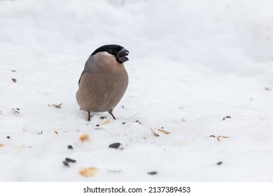 Female Eurasian Bullfinch. Bird Eating Sunflower Seed. Feeding Birds In Winter.