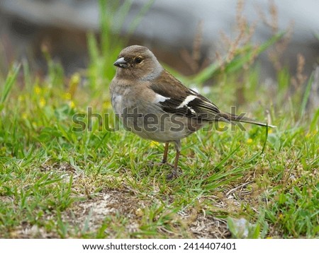 A female Eurasian Chaffinch standing in the grass