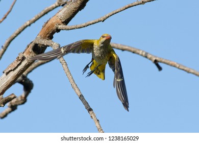 Female Eurasian Golden Oriole Flying Away From A Branch