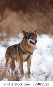 Female Eurasian Wolf In The Bush