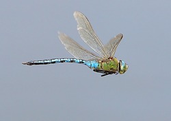 Female European Blue Emperor Dragonfly (Anax Imperator) Hovering In Flight.