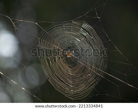 Similar – Spinnennetz im geheimnisvollen Wald