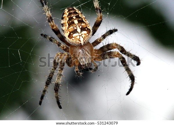 Female European Garden Spider Cross Orbweaver Stock Photo Edit