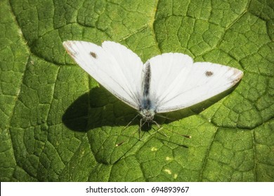 Female European Large Cabbage White butterfly Pieris brassicae 