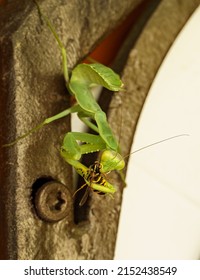 The female European Mantis or Praying Mantis caught and eat the wasp. Mantis Religiosa is bright green without protective chitin after molting.