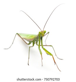 Female European Mantis or Praying Mantis, Mantis religiosa, in front of white background