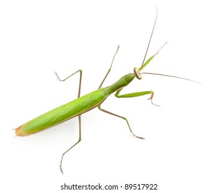 Mantis Isolated On White Background Stock Photo (Edit Now) 668665723