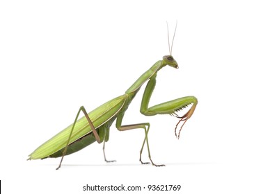 Female European Mantis or Praying Mantis, Mantis religiosa, in front of white background