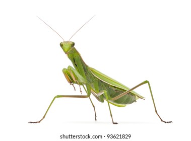 Female European Mantis or Praying Mantis, Mantis religiosa, in front of white background