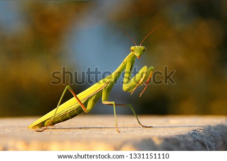 Female European Mantis or Praying Mantis, Mantis Religiosa. Green praying mantis. 