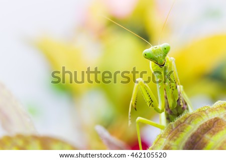 Female European Mantis or Praying Mantis, Mantis religiosa, on leaf