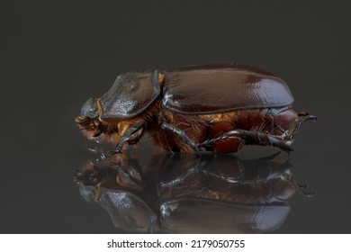 Female European Rhinoceros Beetle - Focus Stacking Photography.