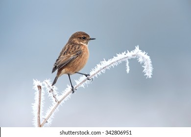 Female European stonechat on a frosted perch in winter