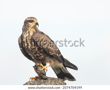 Female Everglades Snail kite with a baby Peninsula Cooter. 