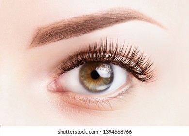 Female Eye With Long Eyelashes. Classic Eyelash Extensions And Light Brown Eyebrow Close-up. Eyelash Extensions