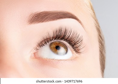 Female Eye With Long Eyelashes. Classic 1D, 2D Eyelash Extensions And Light Brown Eyebrow Close Up. Eyelash Extensions, Lamination, Biowave, Microblading Concept.