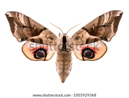 Female eyed hawk-moth (Smerinthus ocellatus) isolated on white background 