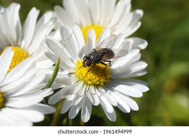 57 Musca family Images, Stock Photos & Vectors | Shutterstock