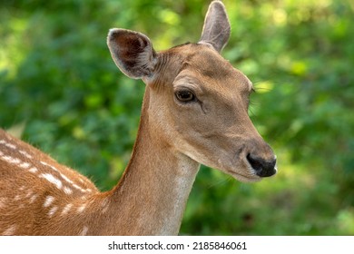 Female Fallow Deer With Spotted Summer Coat Of Hair In Close-up