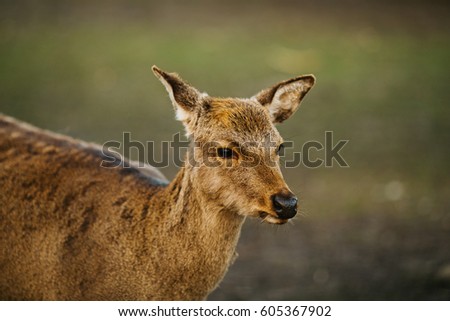 Similar – Foto Bild Bambi Tier Wildtier