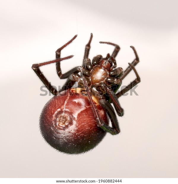 Female of the False Black Widow spider or cupboard\
spider (Steatoda grossa) Common cobweb spider found in houses in\
Europe