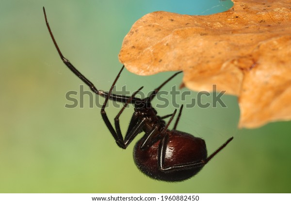 Female of the False Black Widow spider or cupboard\
spider (Steatoda grossa) Common cobweb spider found in houses in\
Europe