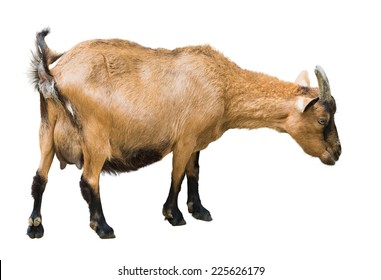 26,482 Female goat Images, Stock Photos & Vectors | Shutterstock