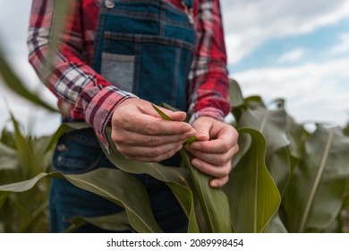 Female farm worker agronomist examining green corn crops in field, low angle view