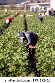 Female Farm Worker Picking Strawberries In A Field