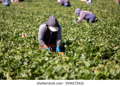 Female Farm Worker Picking Strawberries In A Field